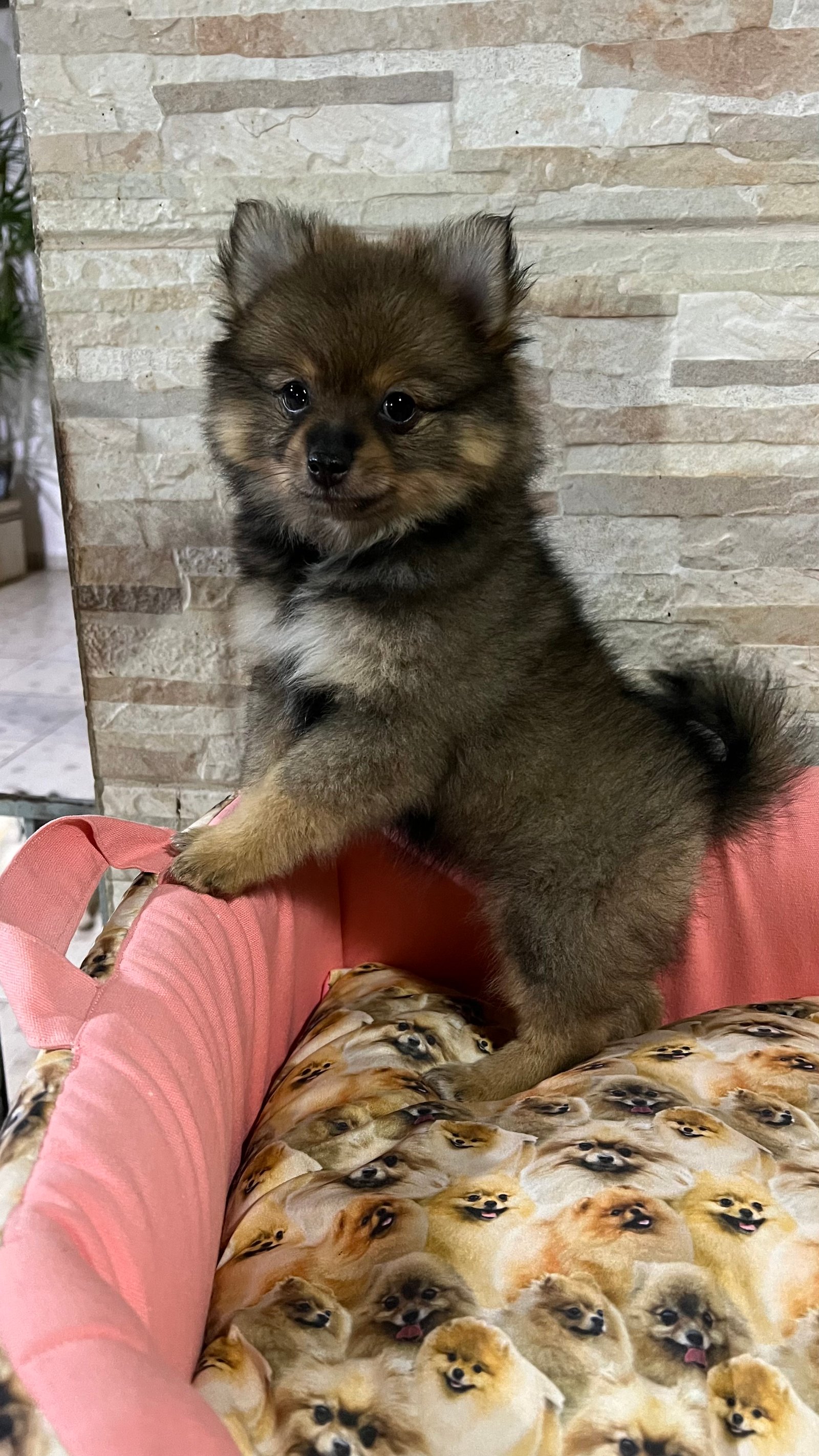 Vendo filhote de Spitz alemão,macho e fêmea  - Foto 5