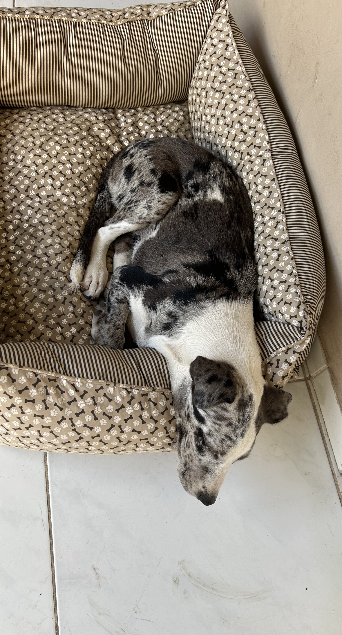 Border Collie - Foto 1