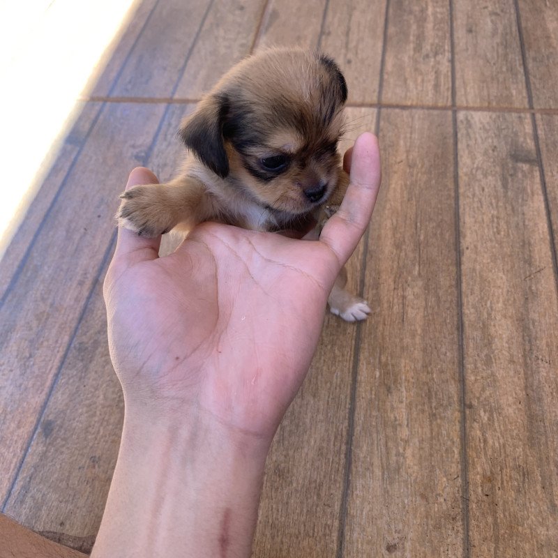 Filhotes de shih tzu para vender rápido! - Foto 1