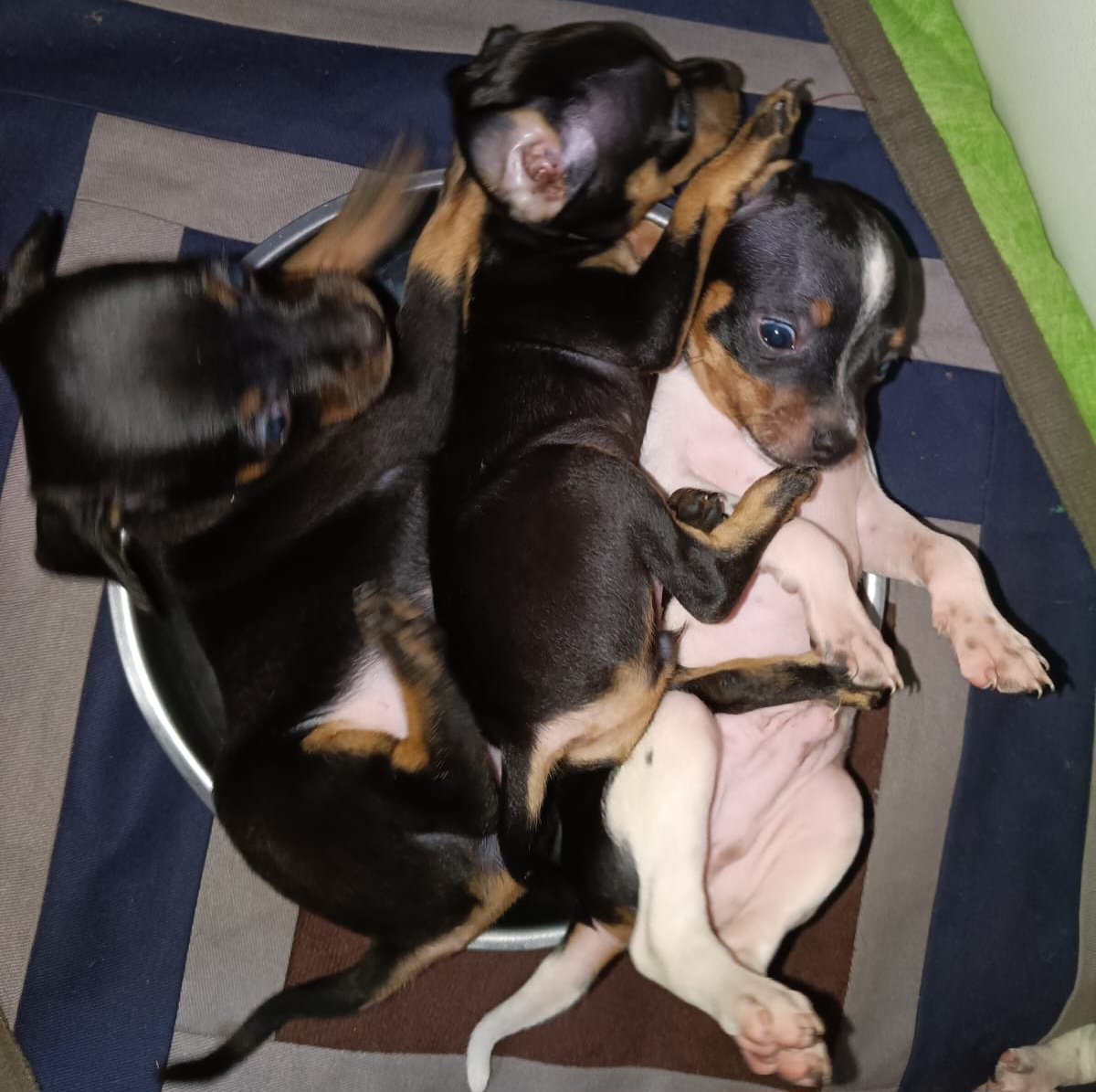 Vendo Cachorro Pinscher  - Foto 5