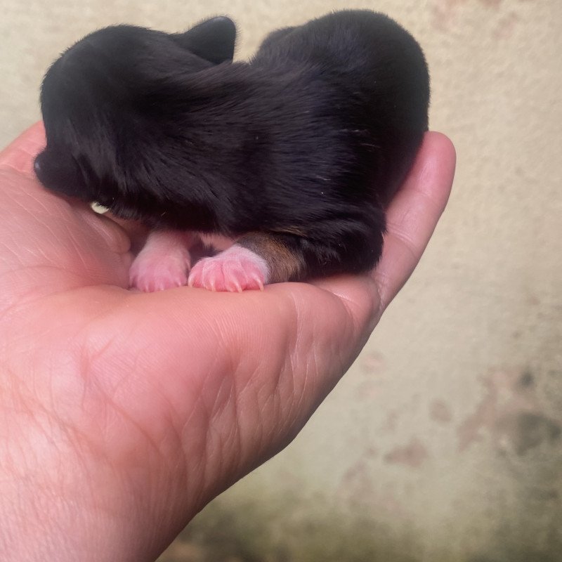 Lindos filhotes de pinscher - Foto 1