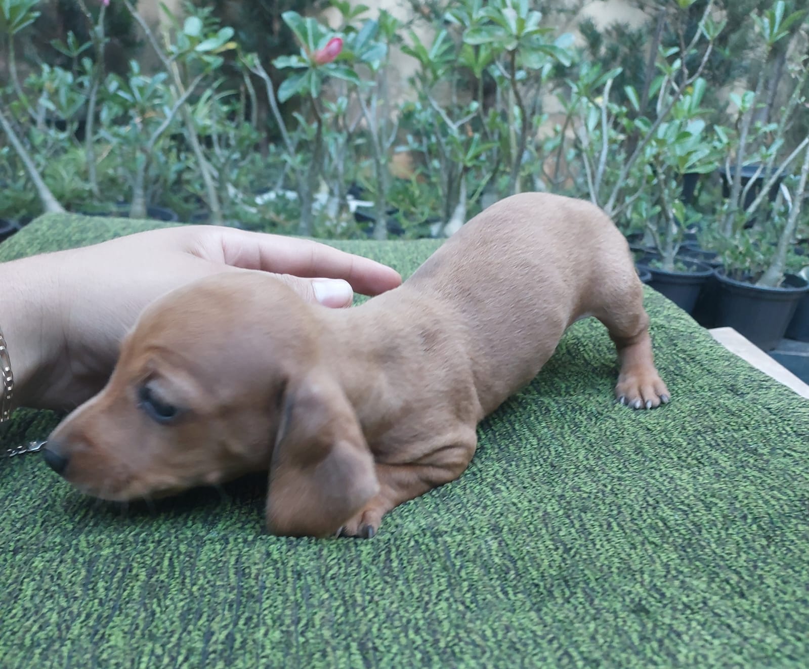 Filhotes de Dachshund - Foto 4