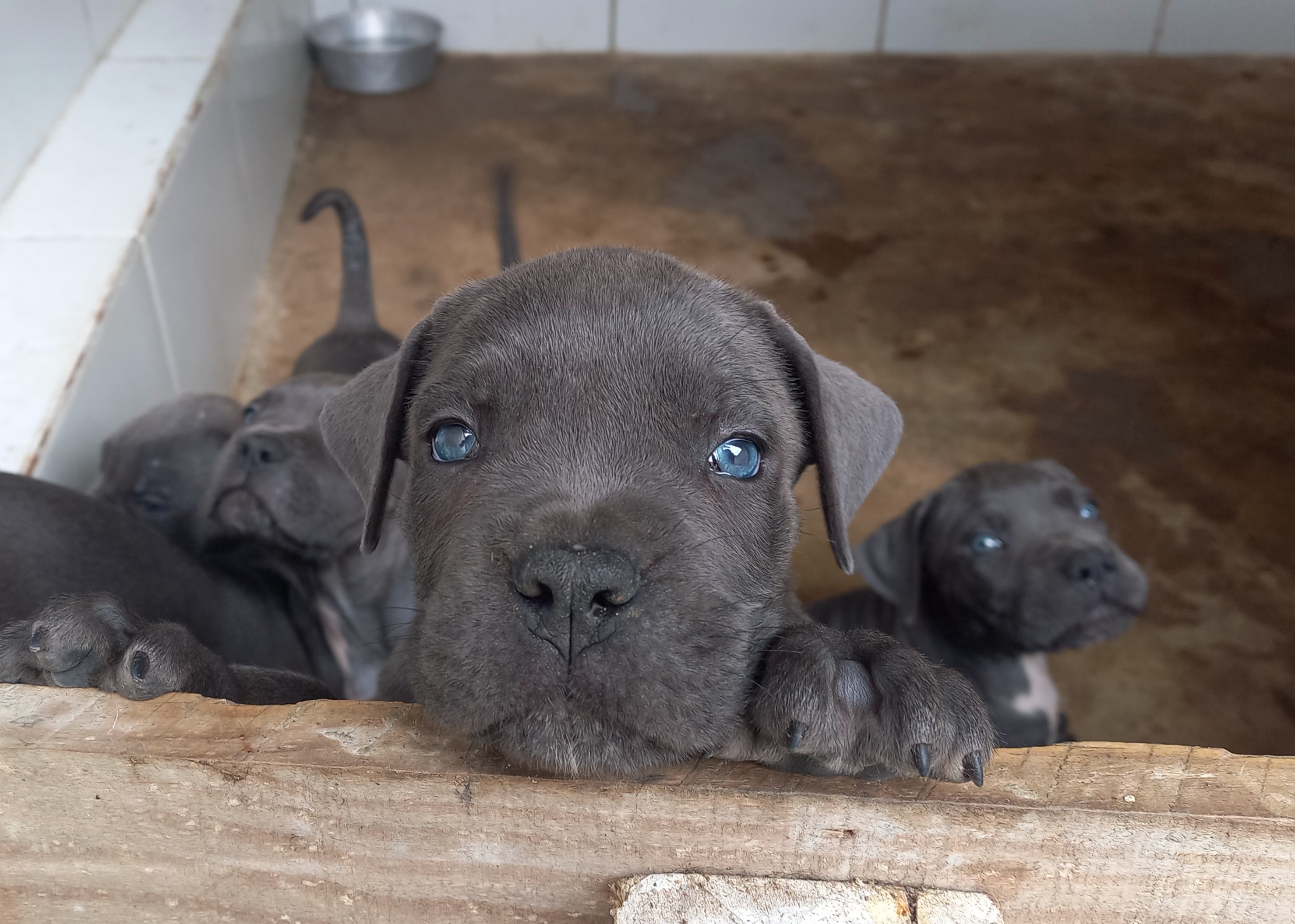 Cane Corso - Foto 1
