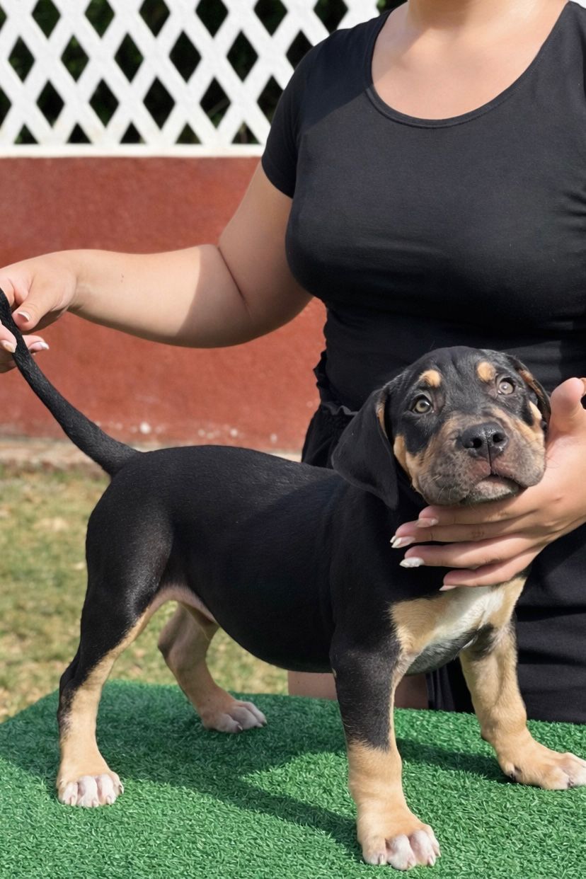 Pitbull Monster  - Foto 4