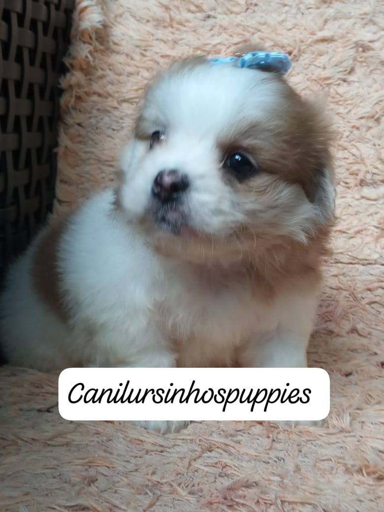 lhasa apso garanta hoje seu bebe #canilursinhospuppies  - Foto 4