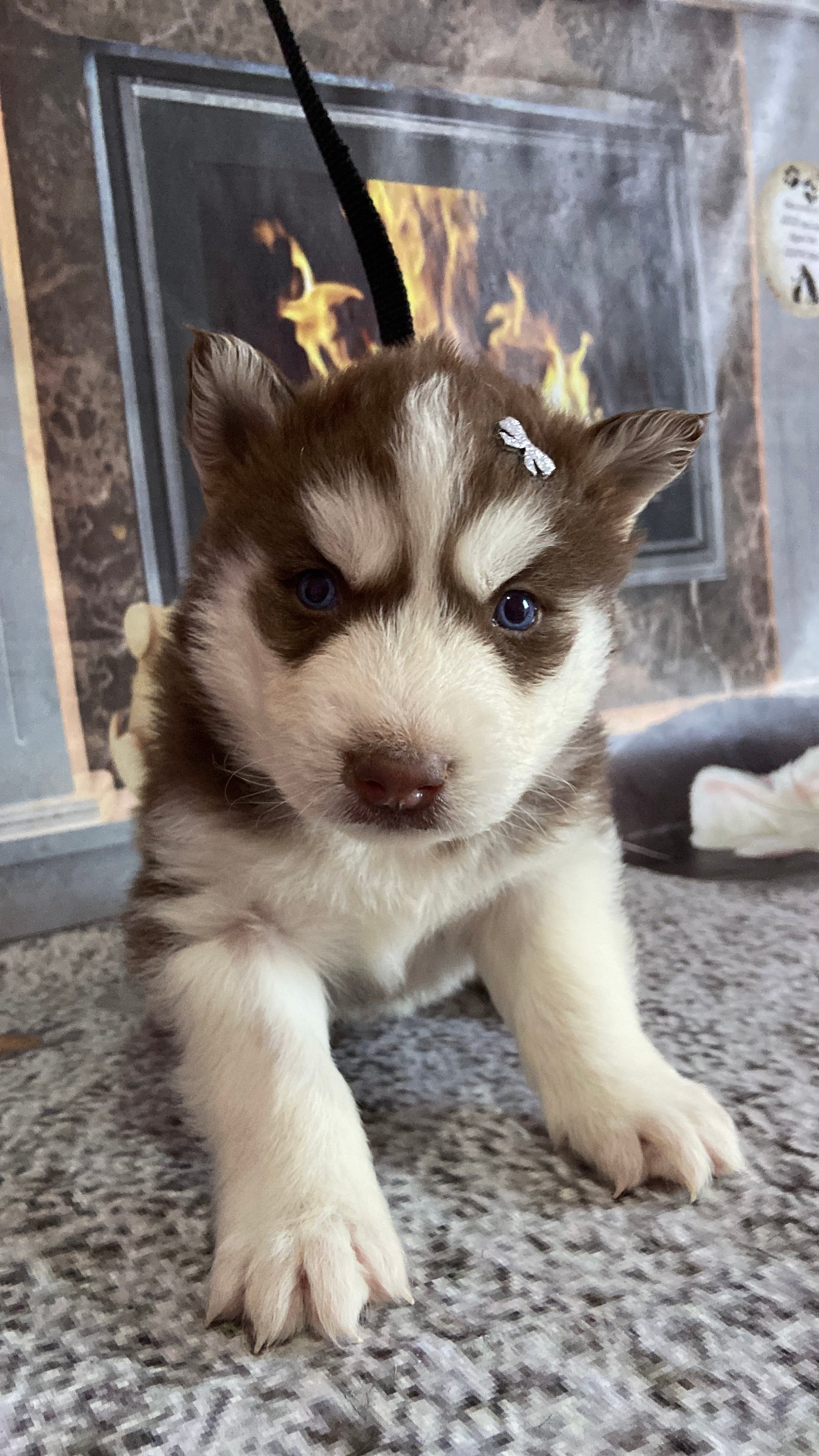 Filhotes de husky siberiano  - Foto 4