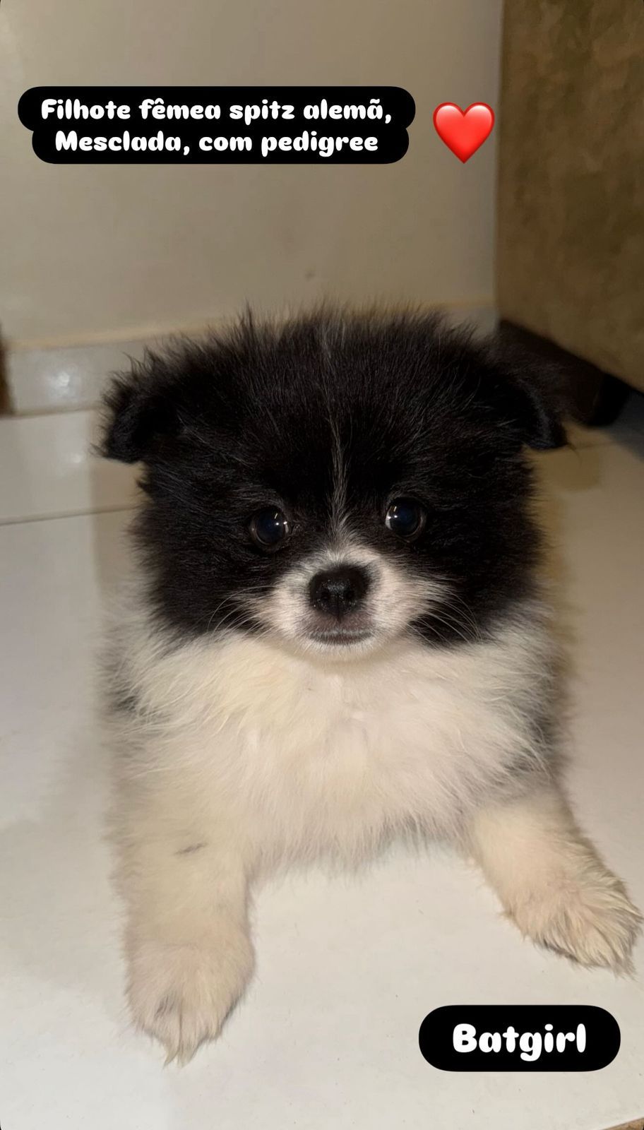Spitz Alemão - Foto 1