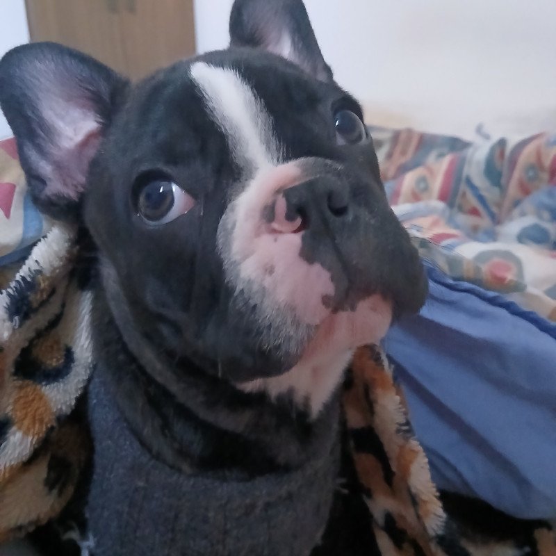 Filhote bulldog frances macho - Foto 4