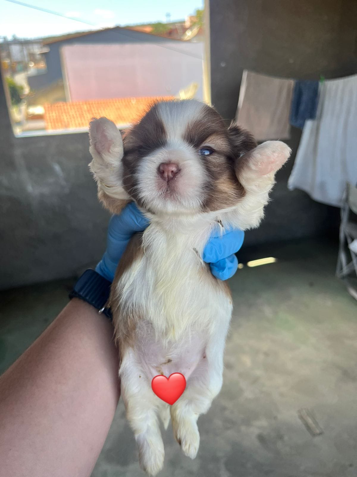 Vendo filhotes de Shih Tzu - Foto 3