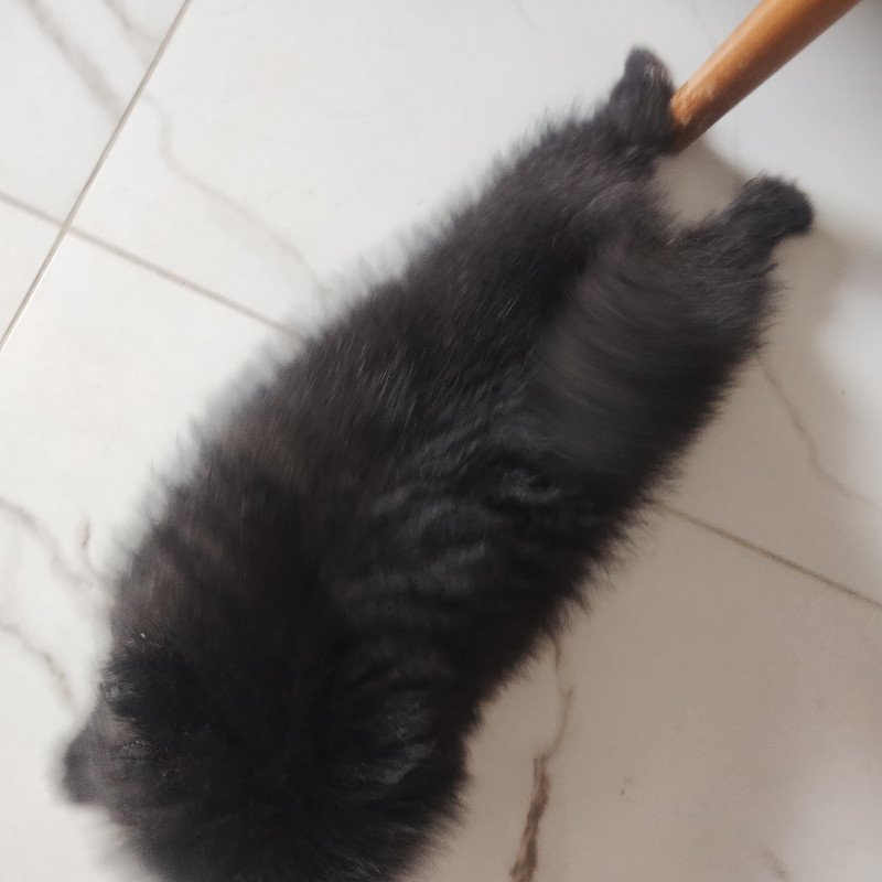 Lulu da Pomerânia - Foto 5
