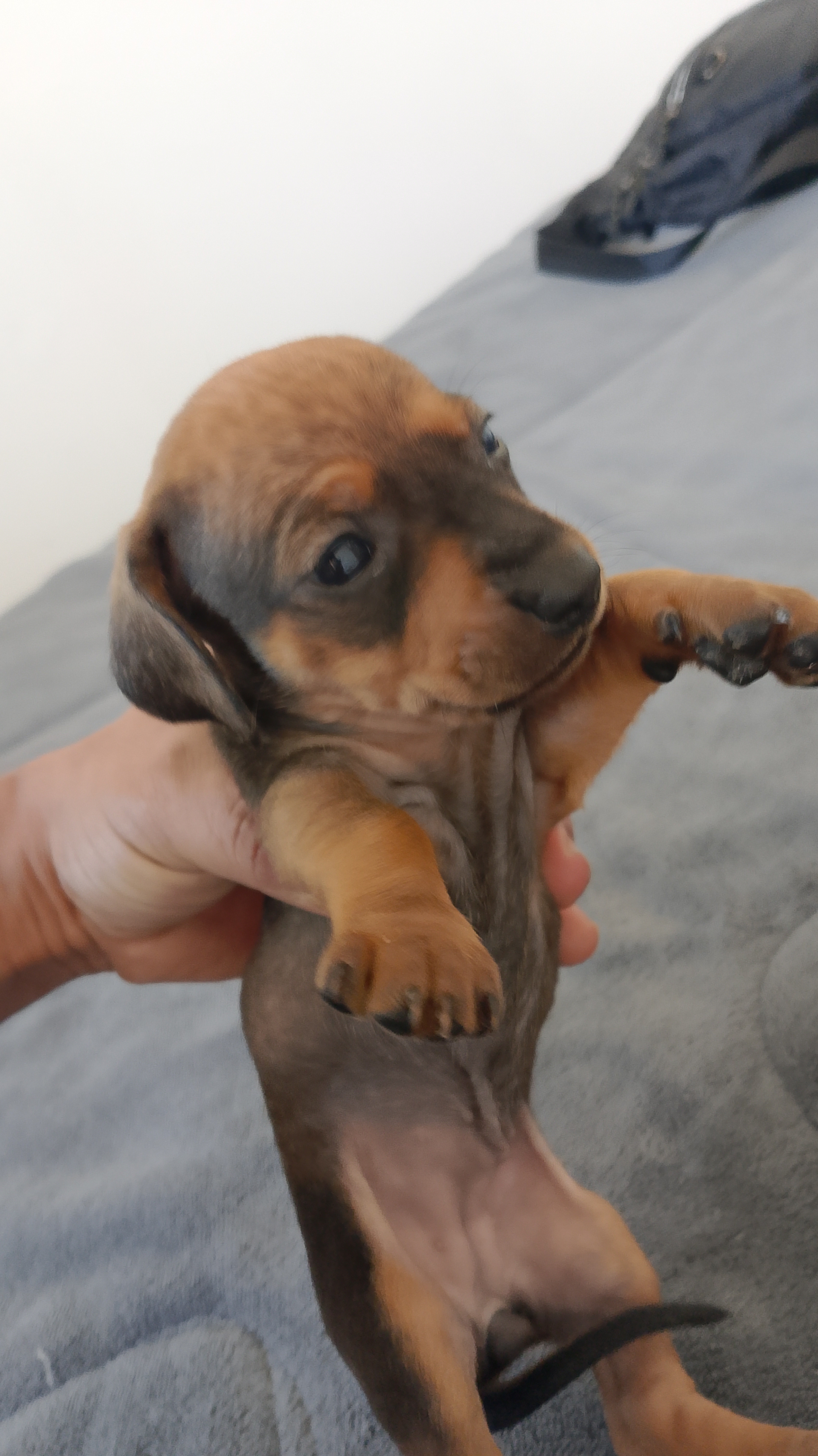 Dachshund filhotes porte pequeno  - Foto 3