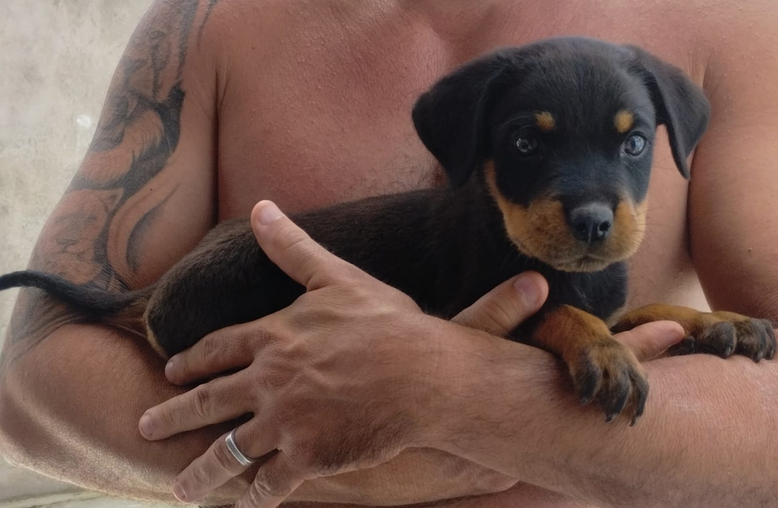 Rottweiler - Foto 1
