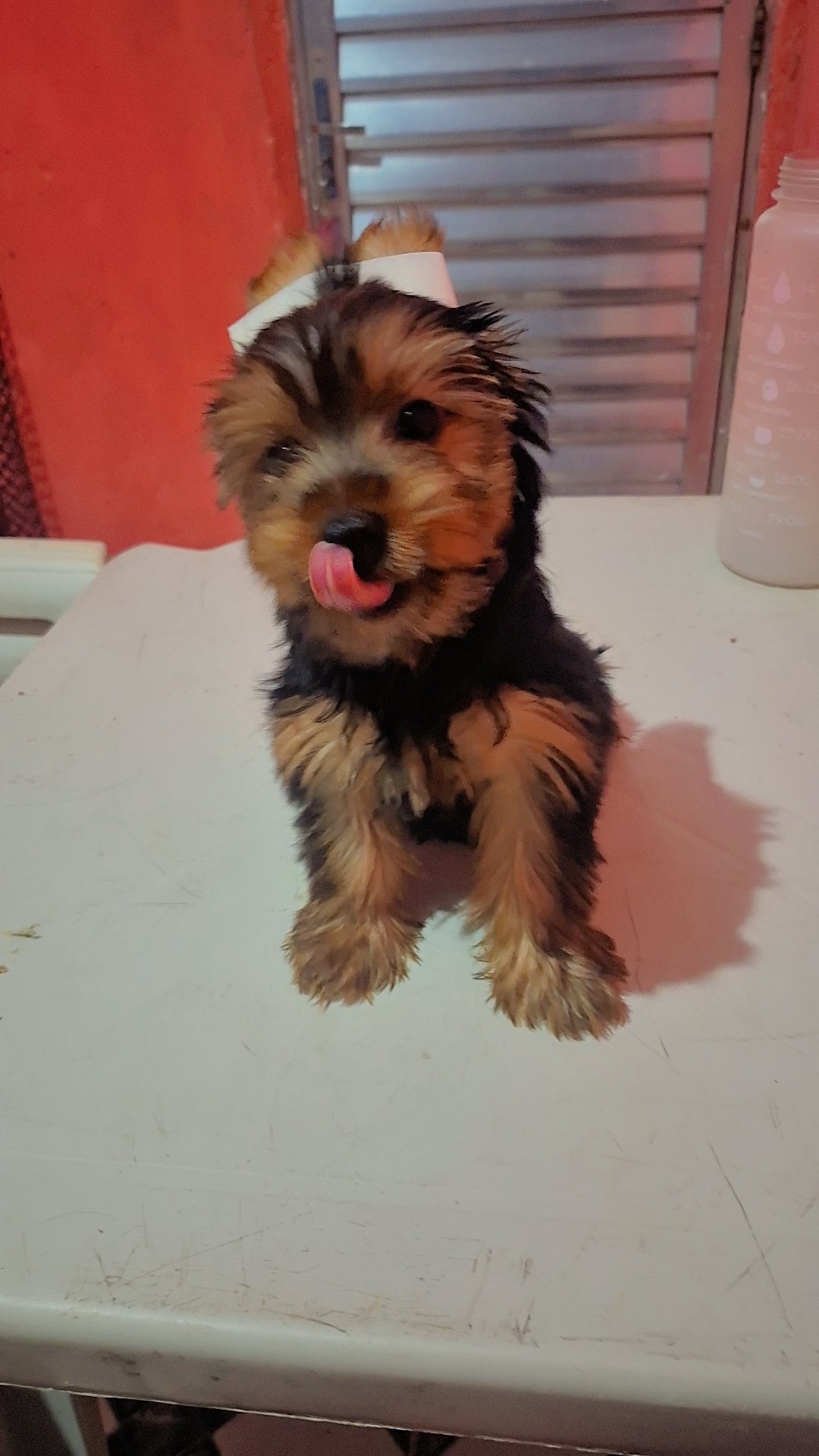 Uma linda bebê  de Yorkshire Terrier  - Foto 4
