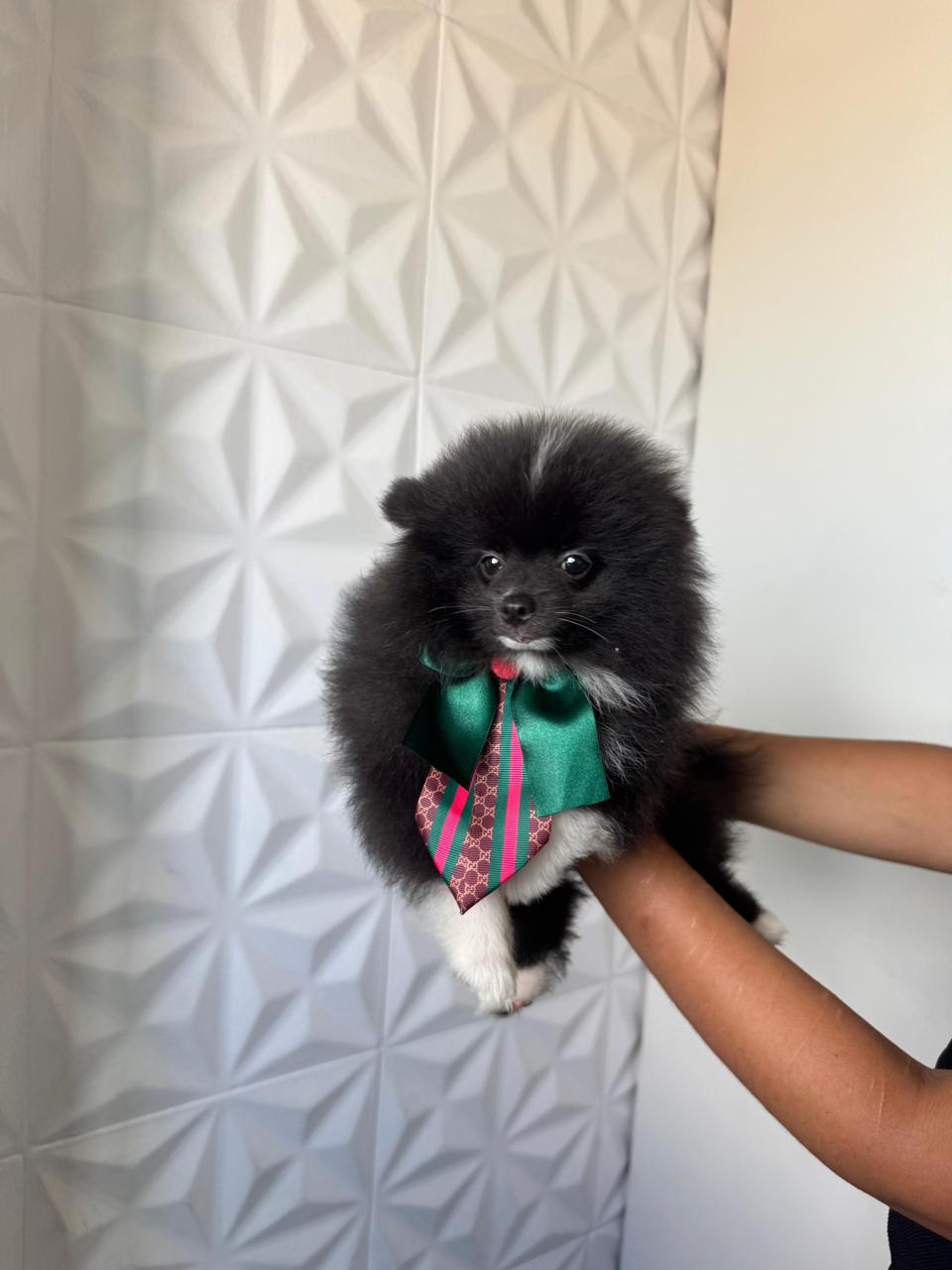 Spitz alemão - Foto 4