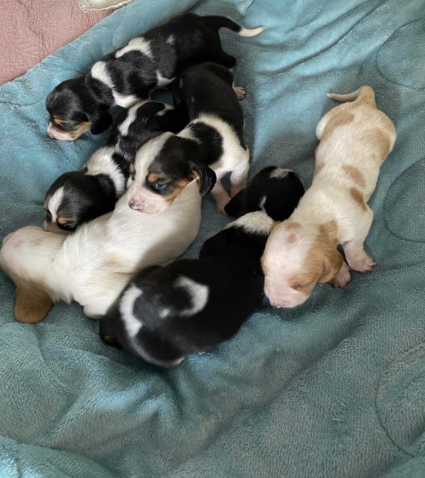Filhotes de Basset hound com pedigree  - Foto 1