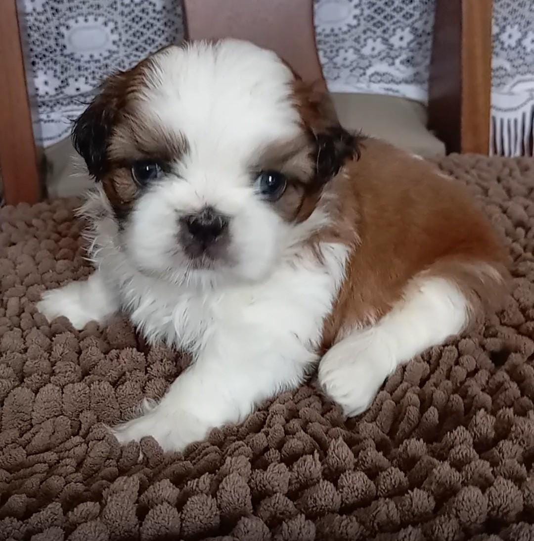 Shih Tzu - Foto 1