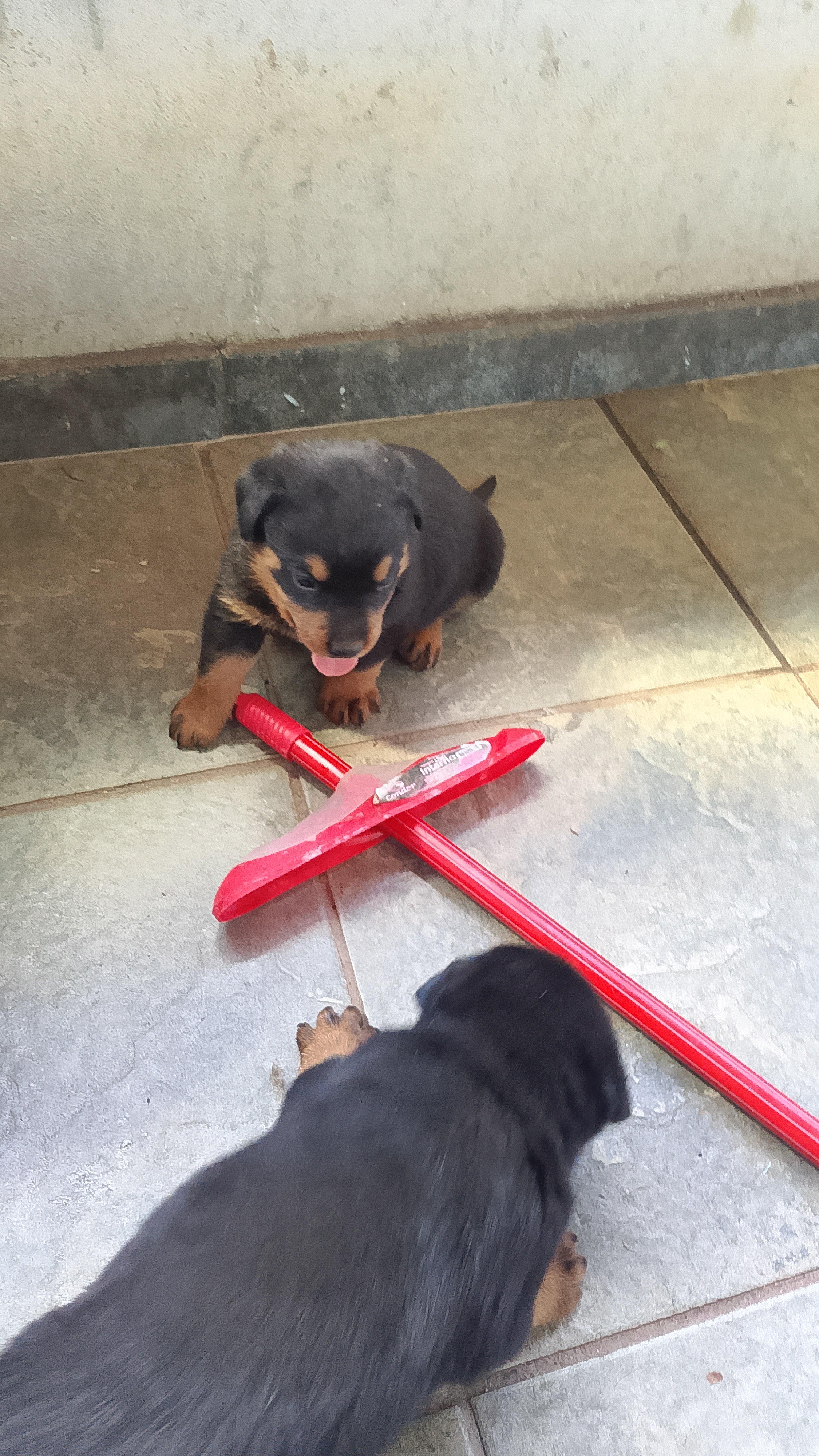Rottweiler - Foto 3