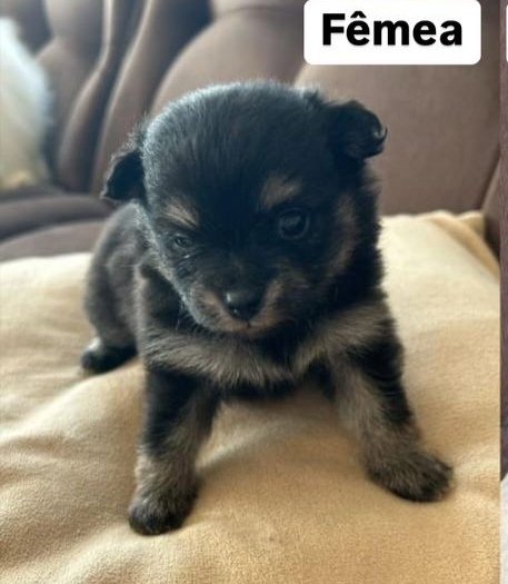 Filhotes de Lulu da Pomerânia - Foto 2