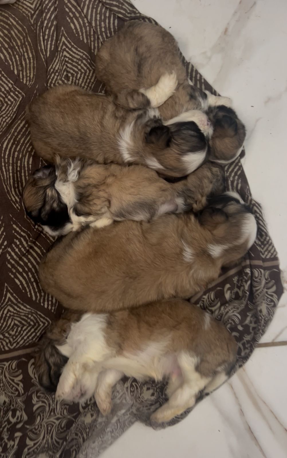 Shih Tzu - Foto 1