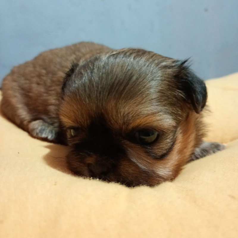 Filhotes de shih Tzu - Foto 1