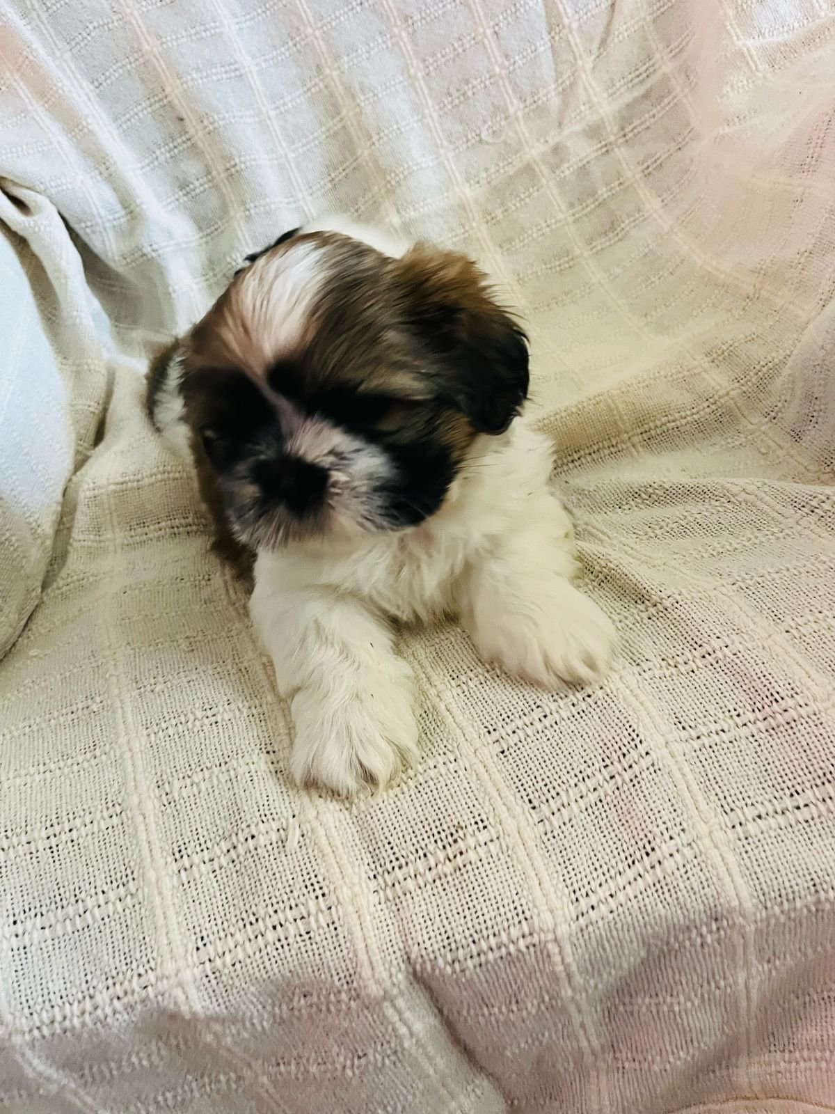 Shih Tzu disponíveis  - Foto 2
