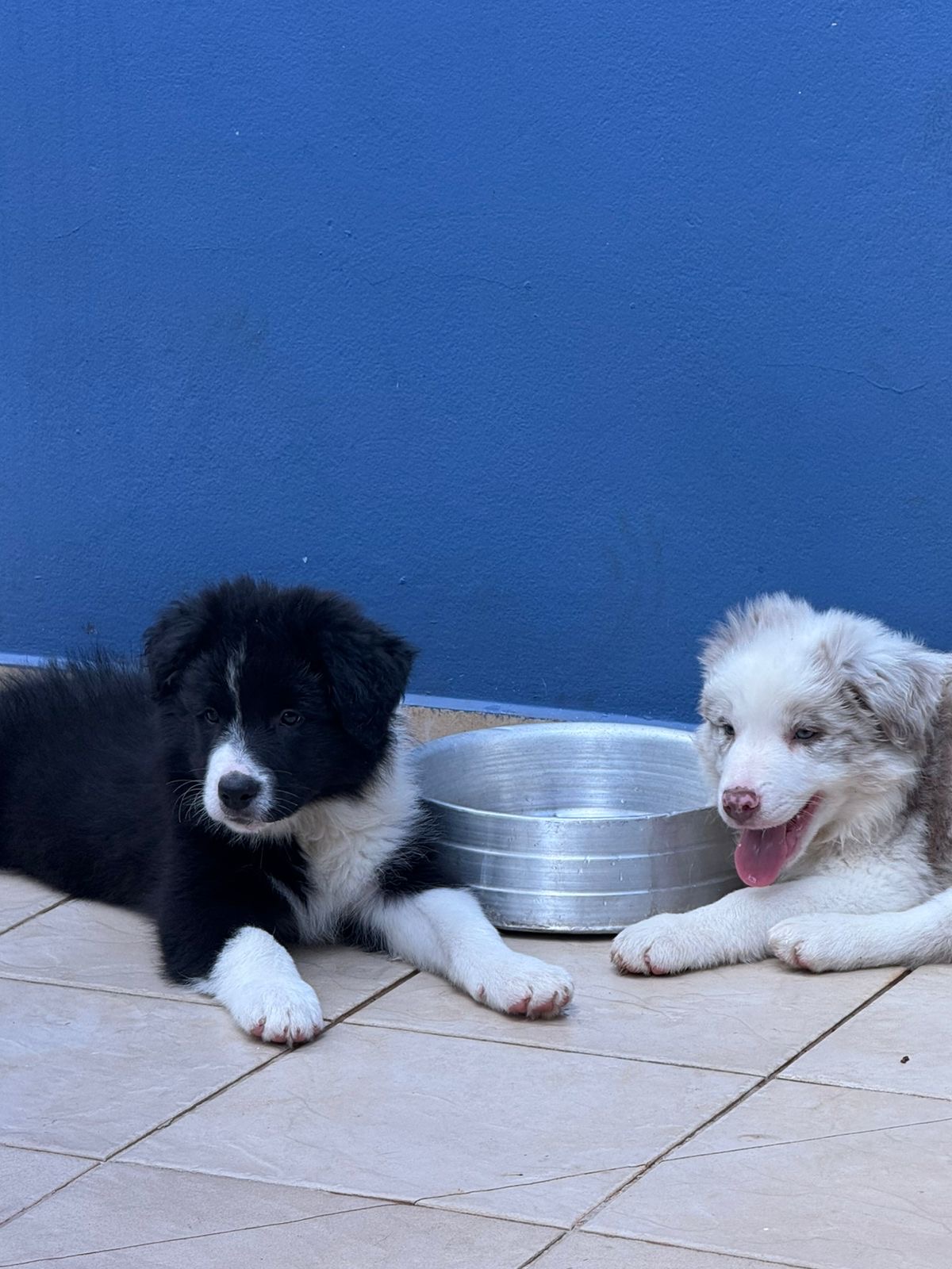 Border Collie - Foto 3