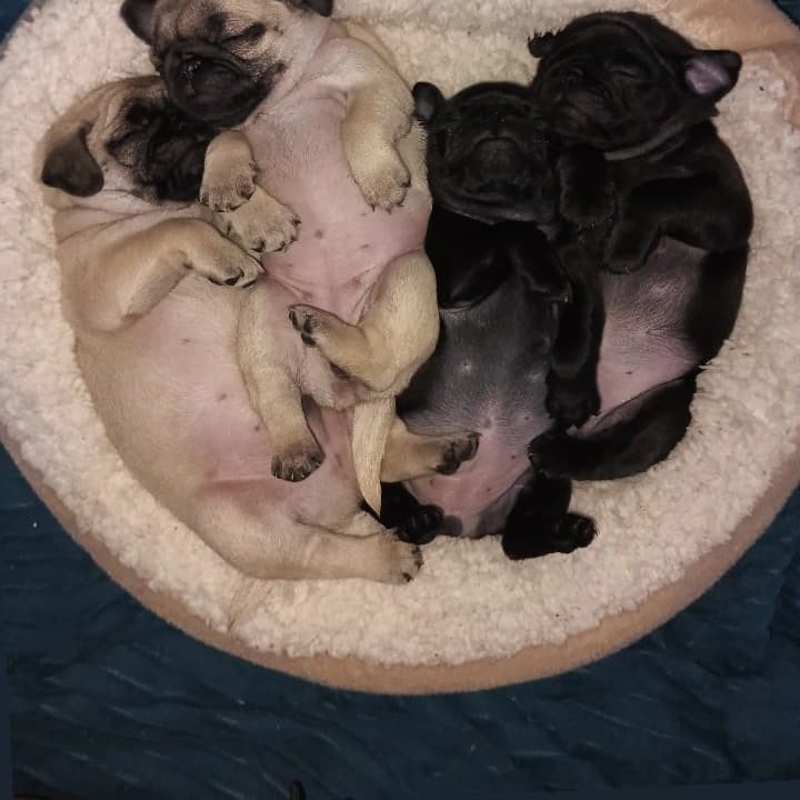 Filhotes de Pug - Foto 1
