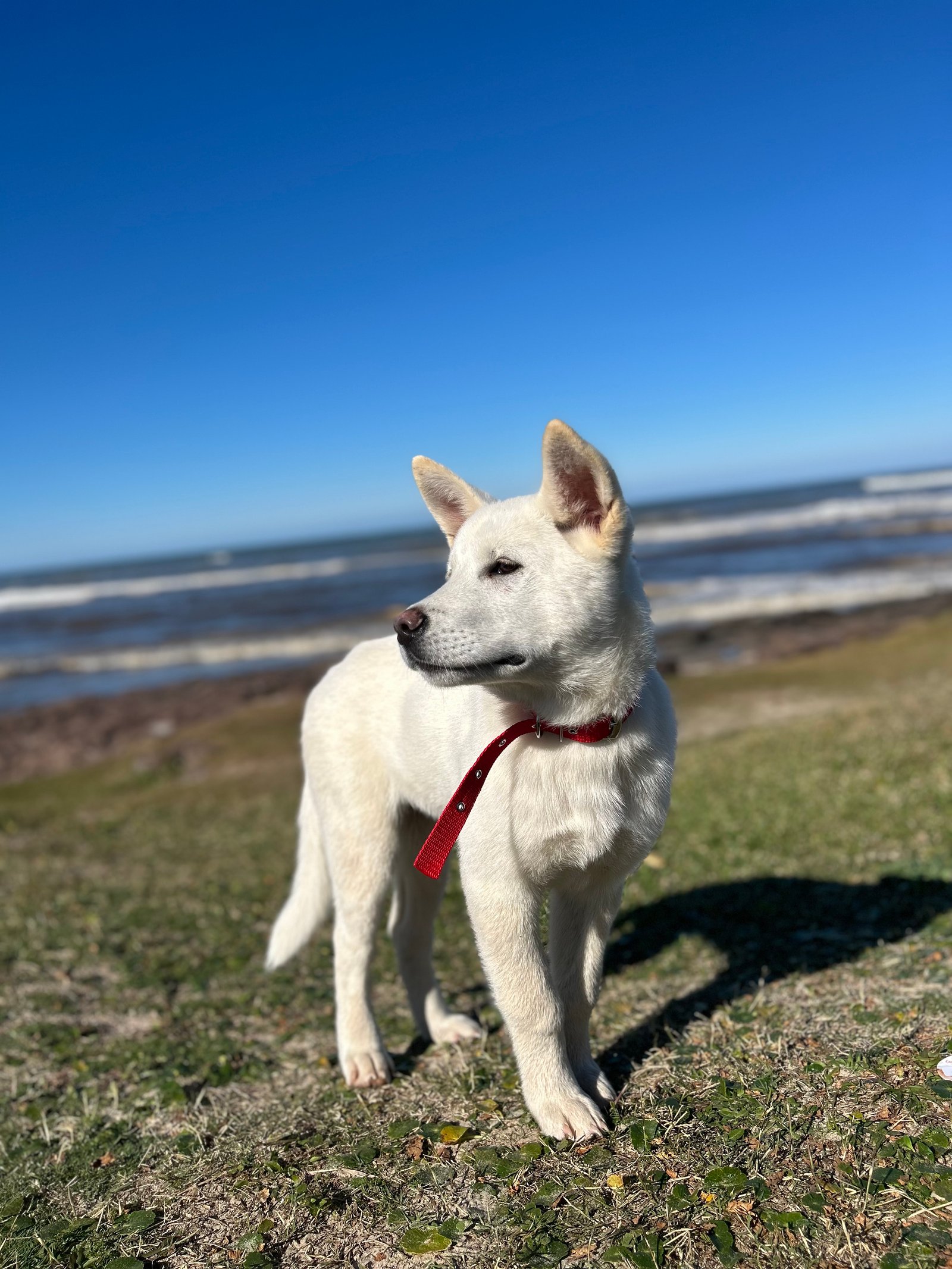 Cachorro akita  - Foto 1