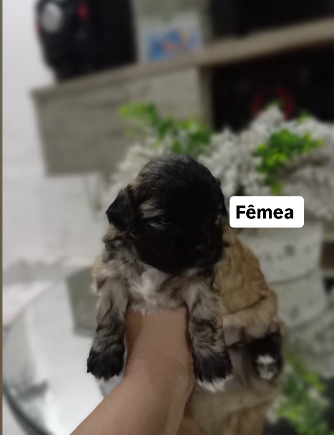 Venda Filhotes Lhasa Apso - Foto 3