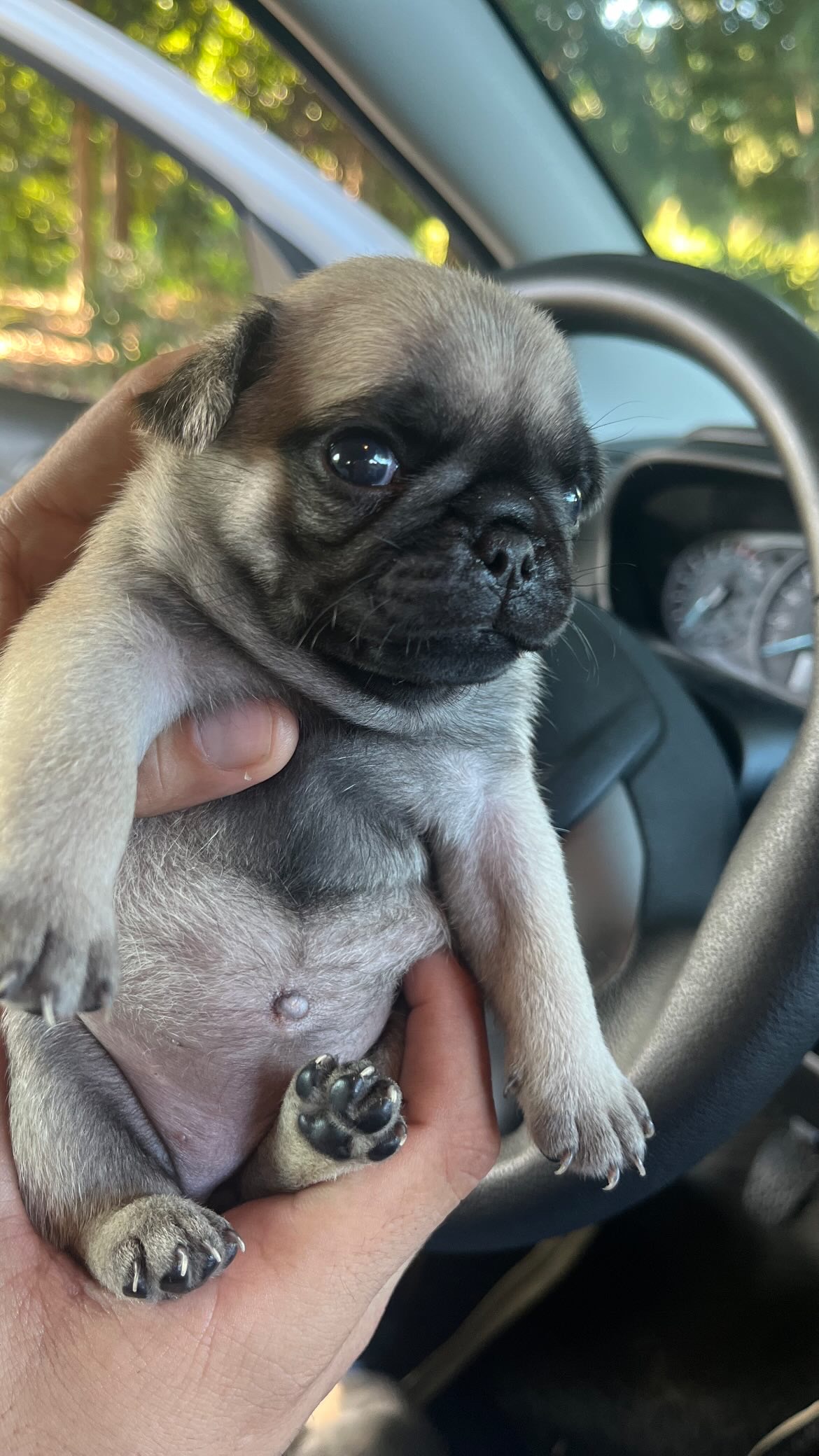 Pug - Foto 1