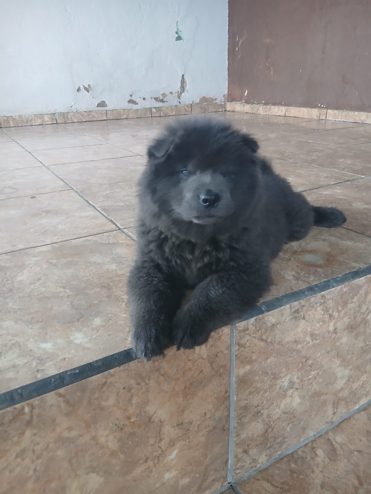 Filhote macho chow chow  - Foto 1