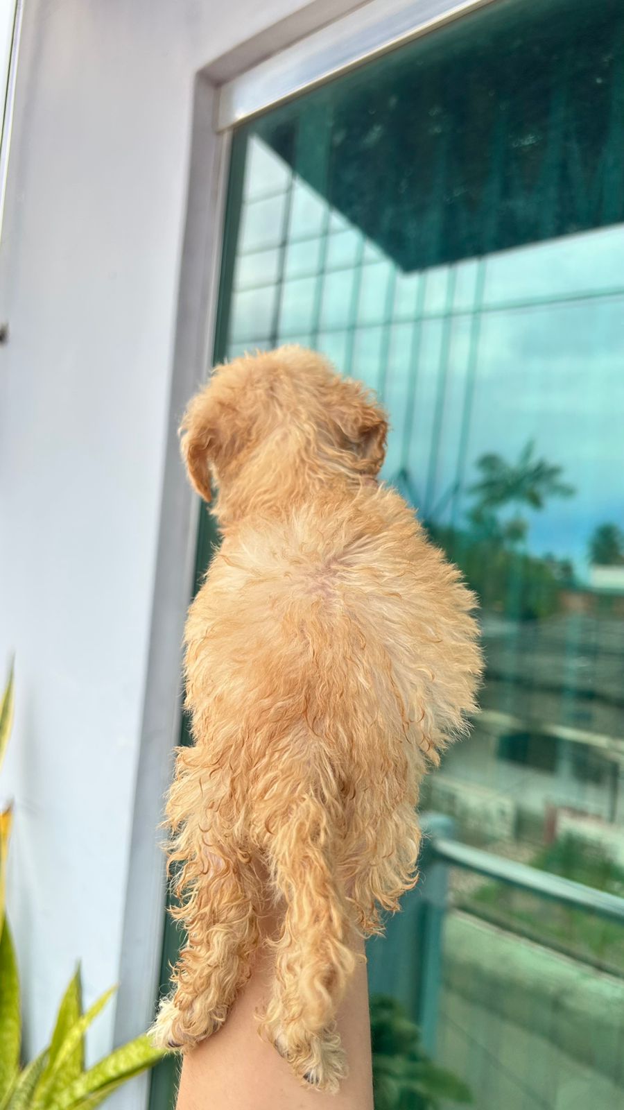 Venda  Poodle - Foto 3