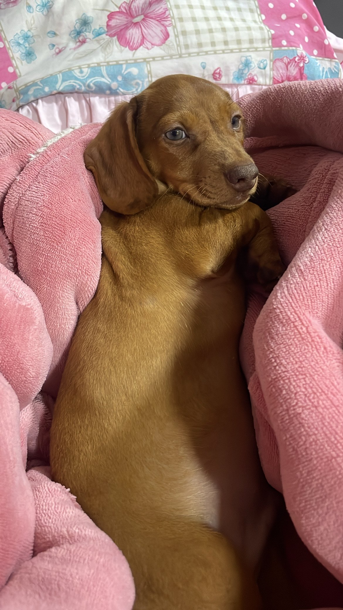 Vendo dachshund (salsicha) - Foto 1