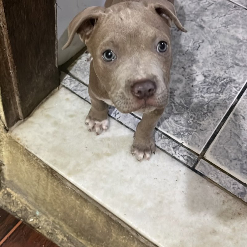 Filhote pitbull, Venda Rapida - Foto 1