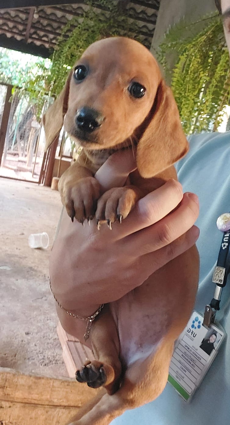 Filhotes de Dachshund - Foto 1