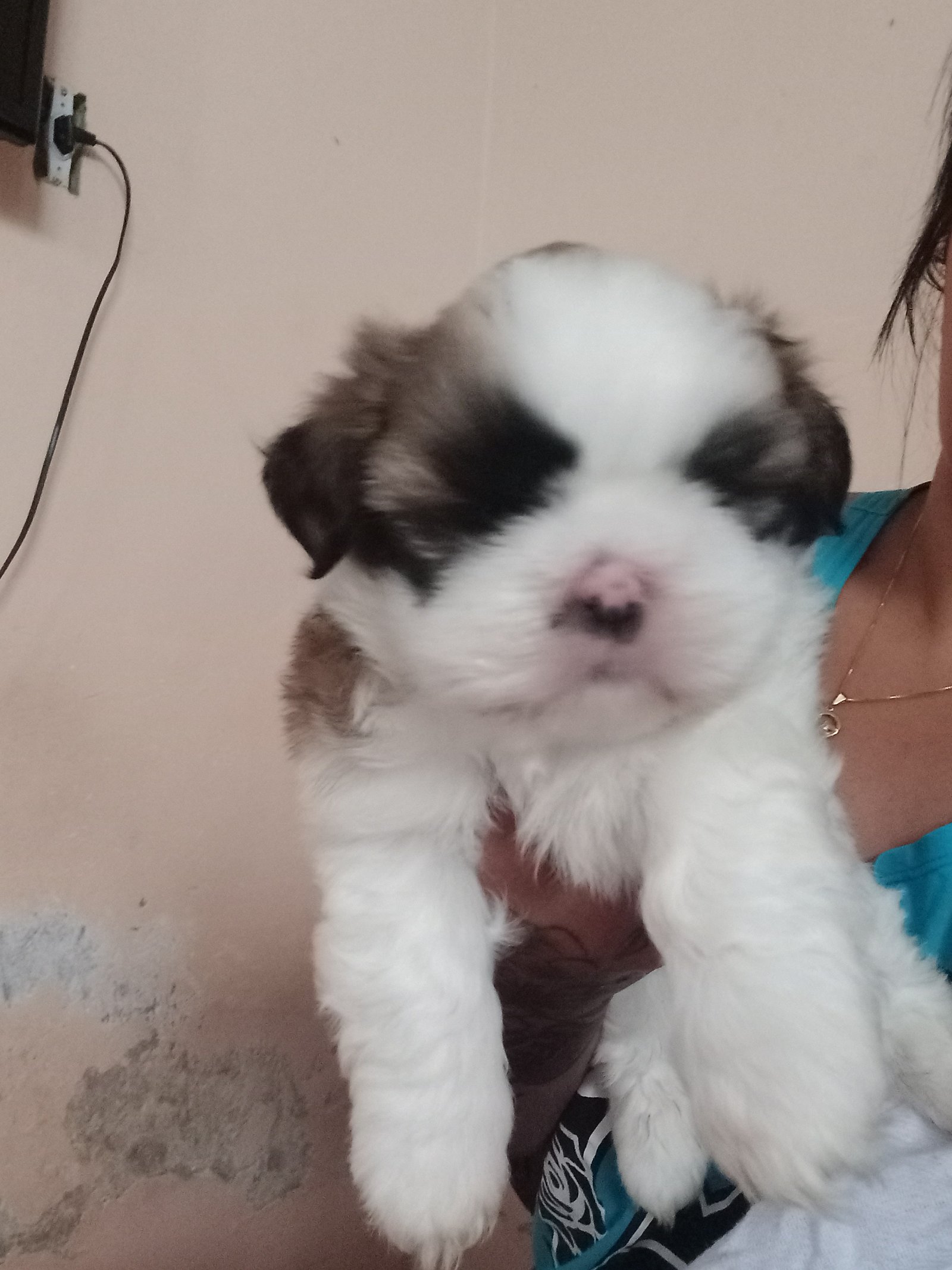 Cachorro puro - Foto 1