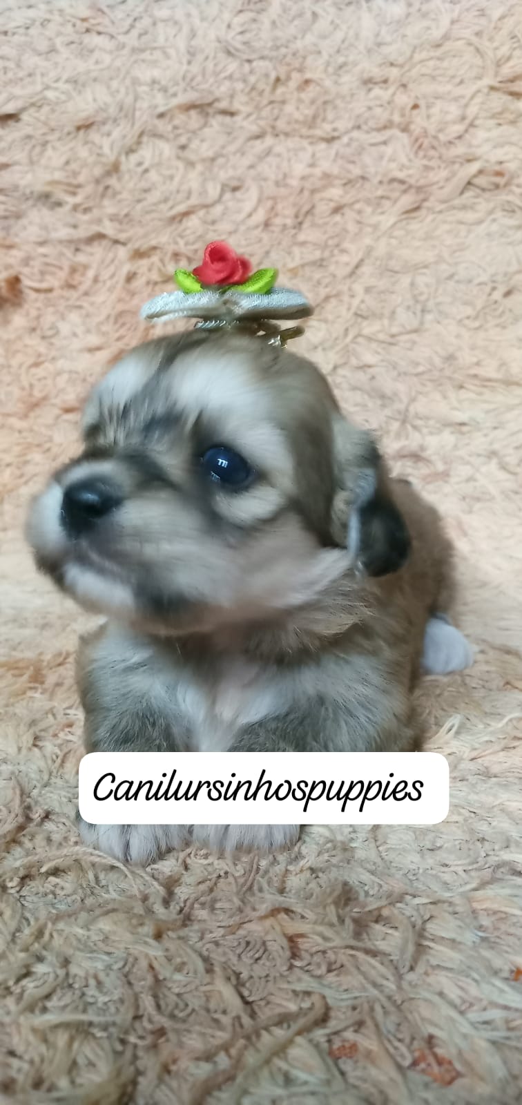 Lhasa Apso - Foto 3