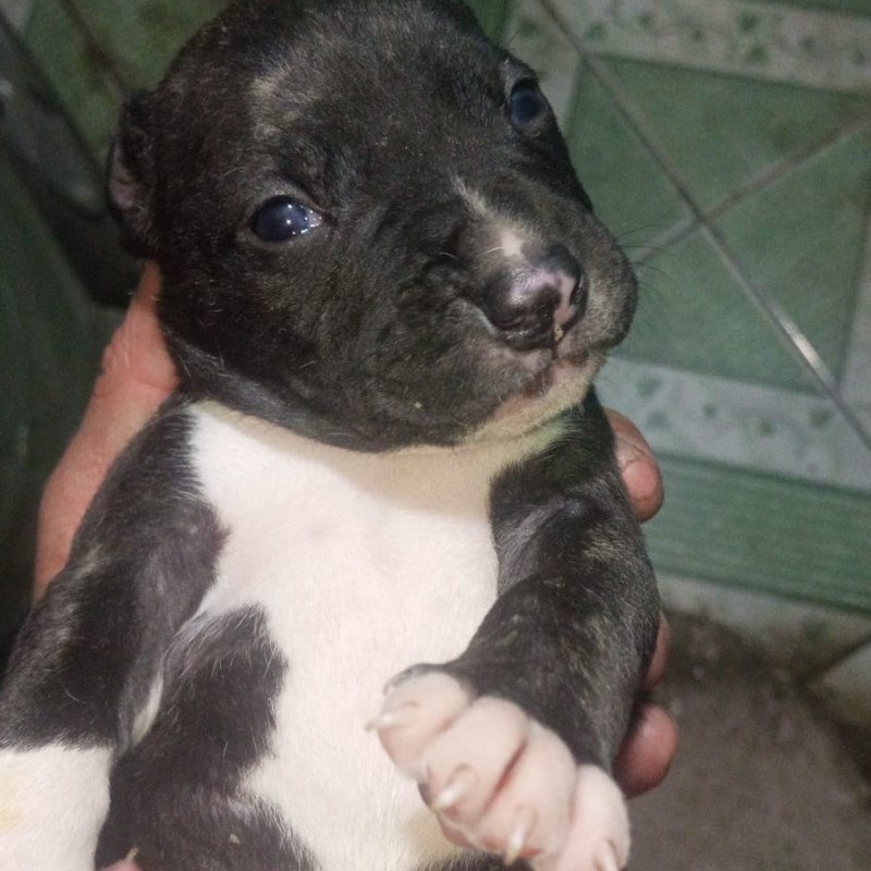 Vendo pitmonster, já vermifugado, 1 mês e 10 dias! - Foto 1