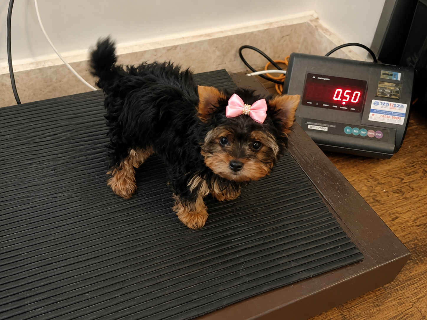 Filhote Yorkshire femea micro - Foto 2