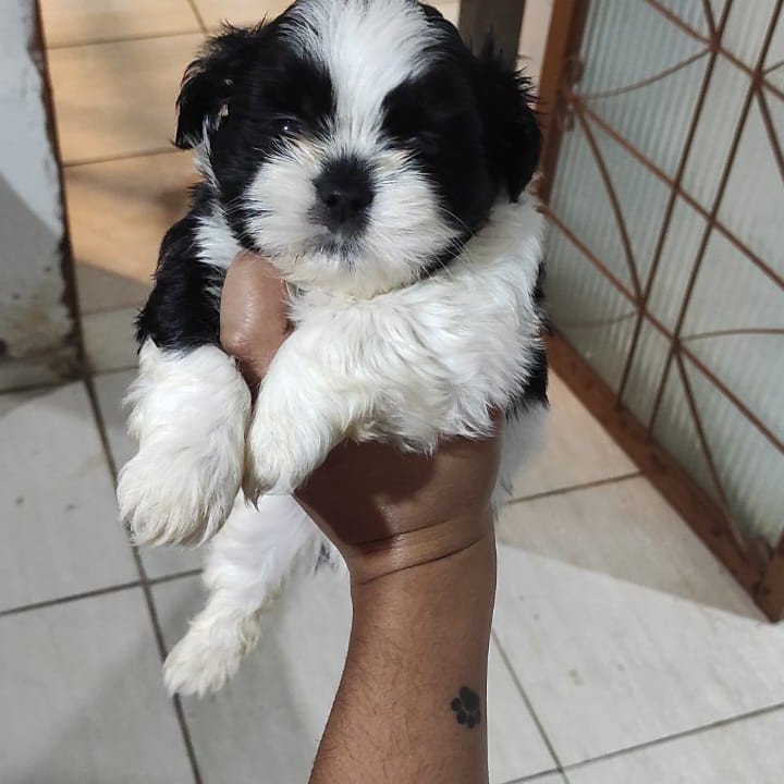 Lindos filhotes de shiatsu - Foto 1