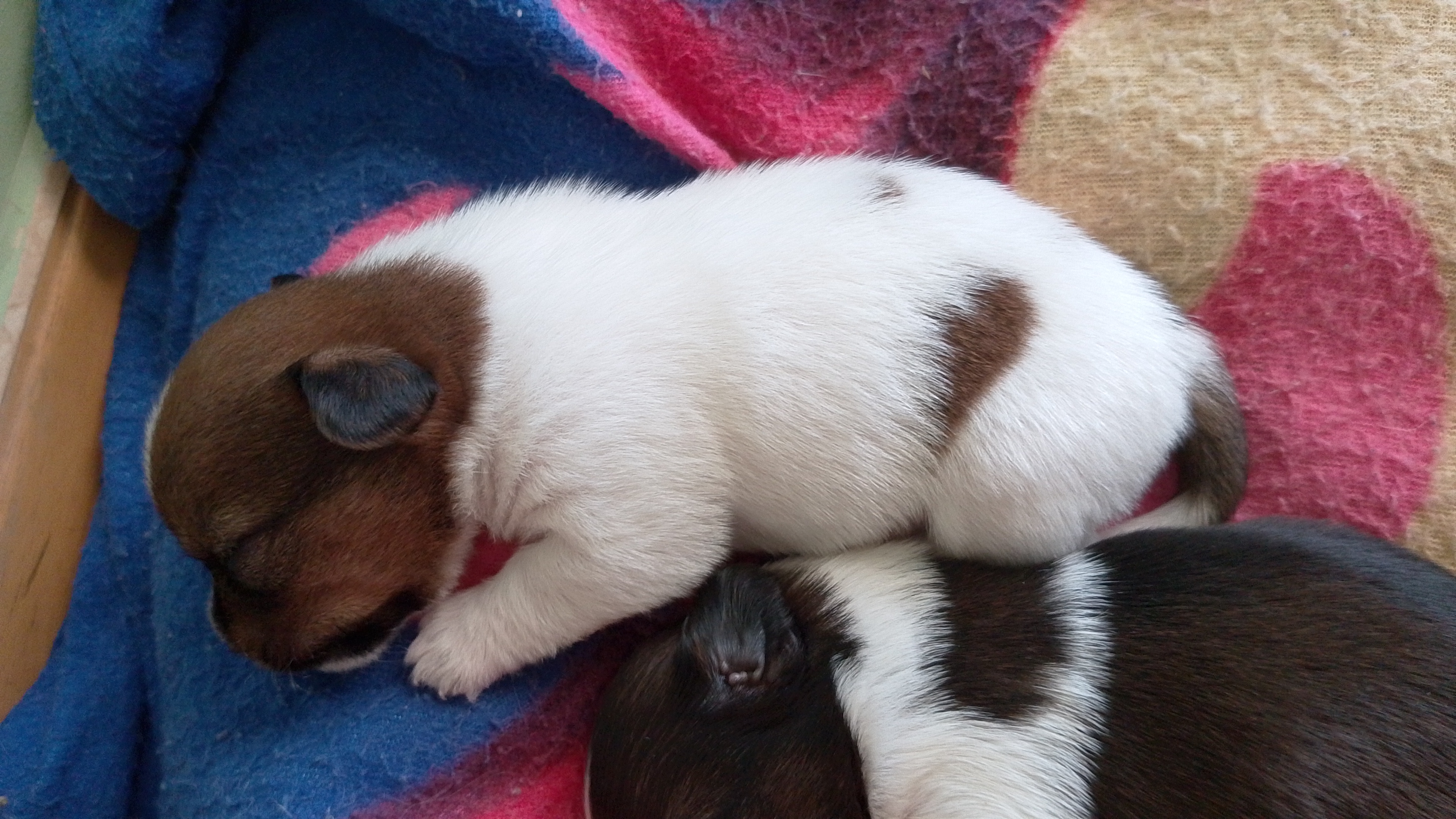 Filhotes Shih tzu puro machos - Foto 2