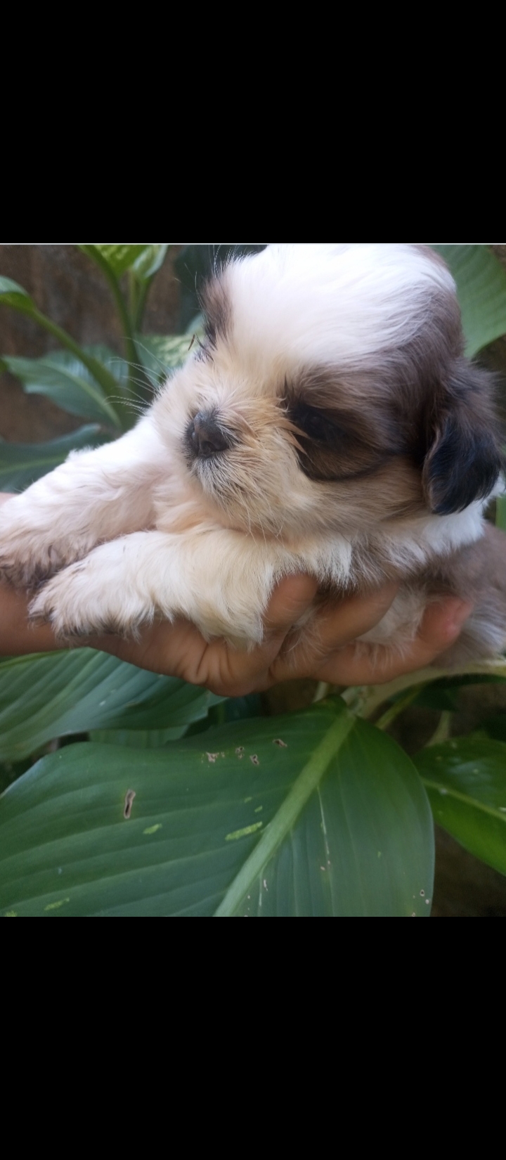 Vendo Shitzu macho  - Foto 1
