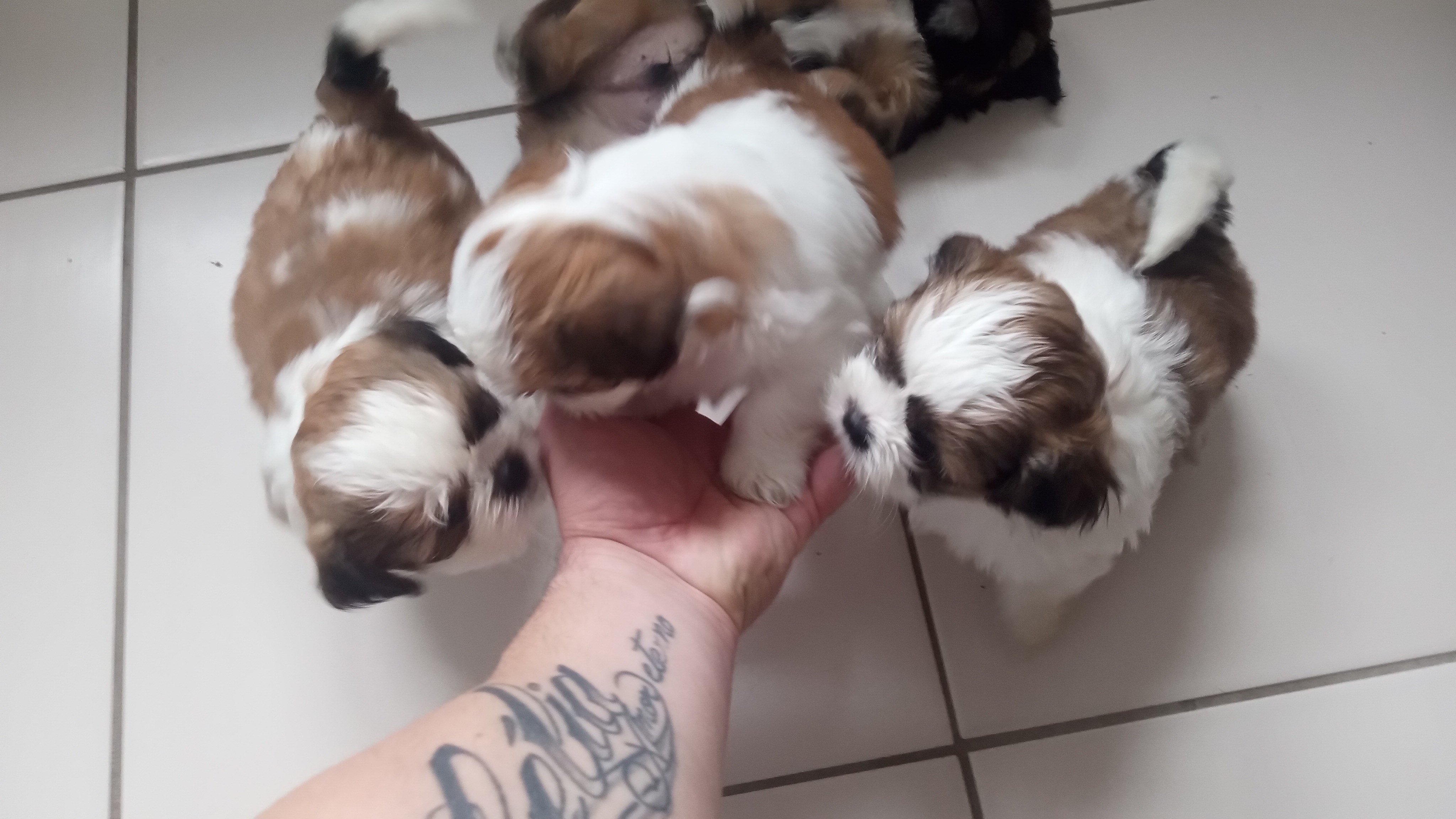 Shih Tzu - Foto 2