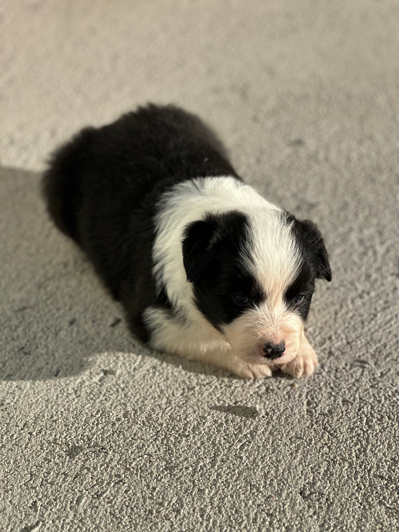Filhote d border collie - Foto 1
