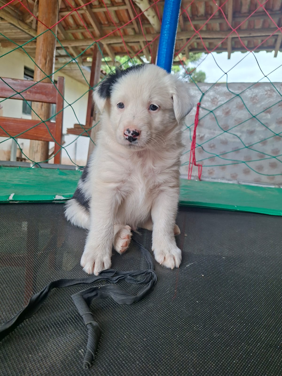 Bordercollie macho - Foto 2
