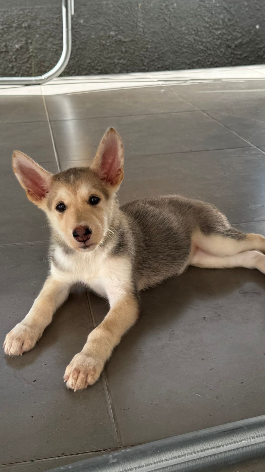Husky Siberiano - Foto 2