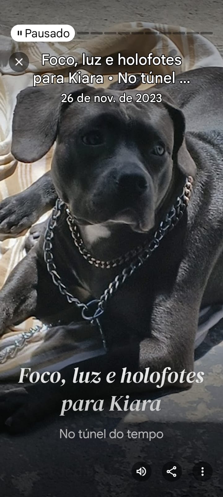 Pitbull - Foto 3