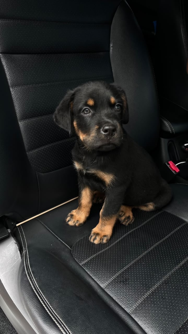 Vendo filhote de rottweiler - Foto 1