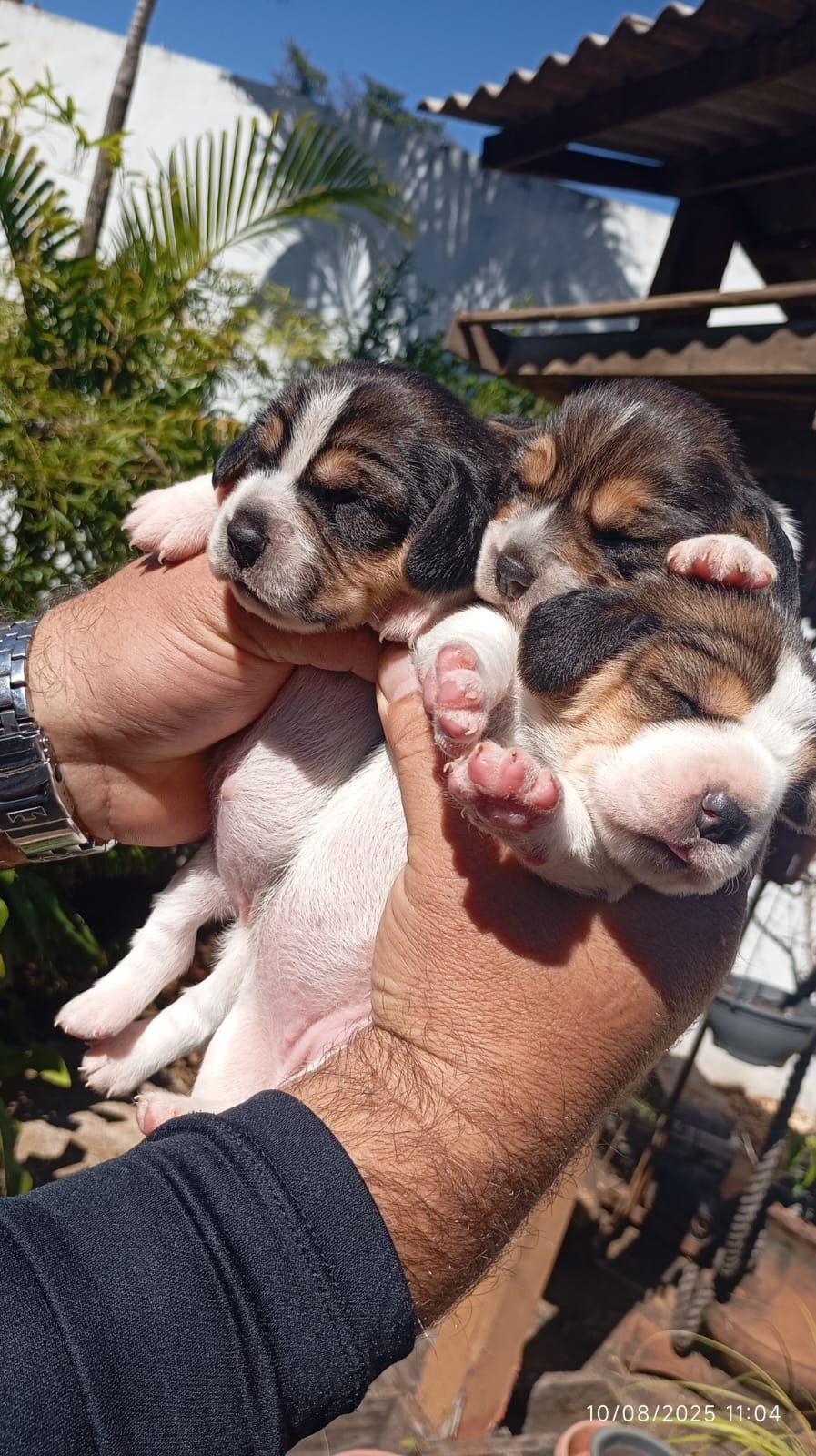 Lindo filhotes de Beagles  - Foto 3
