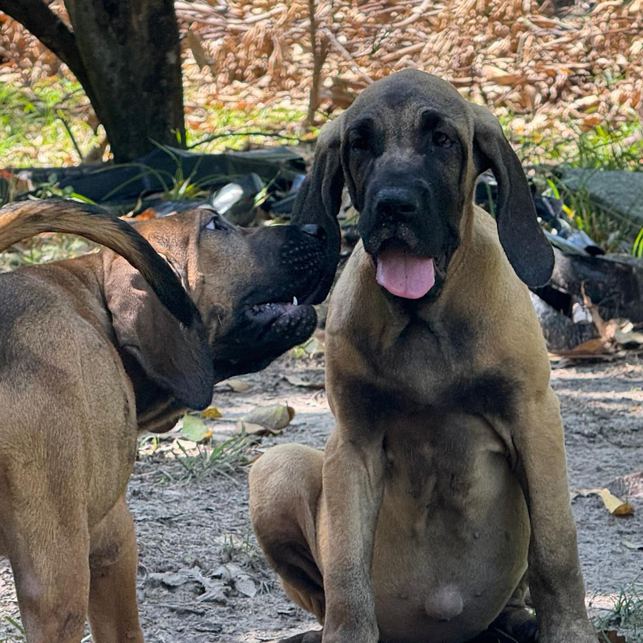 Fila Brasileiro - Foto 1